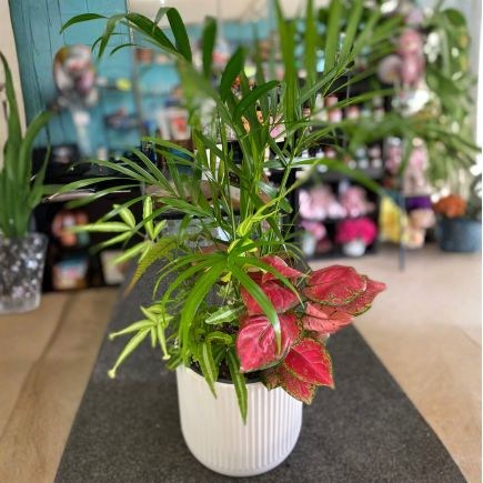 multiplanter large